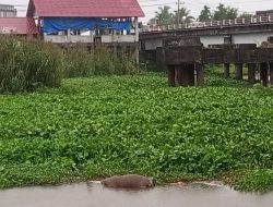 Aliran Sungai Dipenuhi Enceng Gondok, Terhambat Arus Sungai Bisa Menyebabkan Banjir.