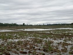 Awal Tahun Baru 2022, Petani Padi Aceh Jaya Mulai Mengolah Sawah,! Ini Harapan Petani.