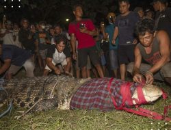 Buaya Berkalung Ban Sungai Palu Yang Sempat Heboh Layar Publik Akhirnya Dapat Diselamatkan Pemuda Lokal