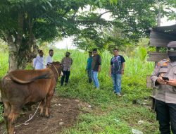 Kapolres Aceh Jaya Imbau Masyarakat Selektif Beli Hewan Ternak, Untuk Mencegah Wabah PMK