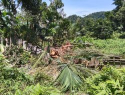 Kawanan Gajah Turun Kampung Porak-Poranda Kebun Warga, BKPH Aceh Jaya : Petugas Upayakan Pencegahan Agar Gajah Liar Tidak Kembali Memasuki Perkebunan