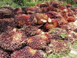 Petani Sawit Nagan Raya, Keluh Harga Beli TBS Di PKS Dibawah Standar Harga Penetapan Pemerintah