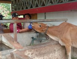 Polres Aceh Jaya Pastikan Kesehatan Hewan Menjelang Hari Megang Menyambut Idul Adha