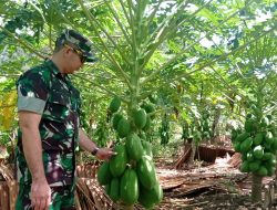 Manfaat Lahan Kosong Bekas Kompi 116/GS Untuk Membudidayakan Tanaman Pepaya Madu Sebagai Bentuk Dukungan Ketahanan Pangan