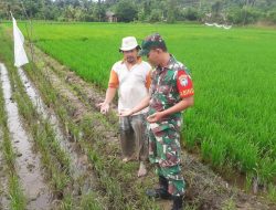 Babinsa Koramil 03/Seta Bakti Dampingi Petani Yang Tanaman Padinya Diserang Hama Keong