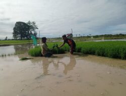 Babinsa Dampingi Petani Wujudkan Swasembada Pangan, Ikut Turun Langsung Kesawah Bantu Petani