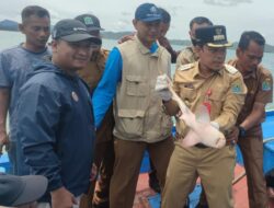 Menjelang Perayaan HUT RI Ke-77, Pj Bupati Aceh Jaya Lepas Anakan Hiu Purba Kelaut Bebas