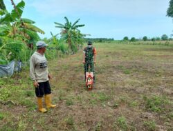 Dalam Mengatasi Ketahanan Pangan, Babinsa Dukung Petani Menanam Jagung