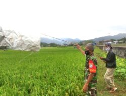 Babinsa Turun Sawah Bantu Petani Usir Hama Burung