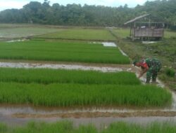 Musim Tanam Tiba, Anggota Babinsa Bantu Petani Cabut Benih