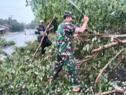 Anggota Koramil Panga Gerak Cepat, Atasi Pohon Tumbang Menutupi Badan Jalan Lintas Nasional