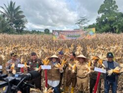 Pj Bupati Bersama Kadistanbun Aceh, Panen Jagung Nasa Perdana Milik Petani Bintah