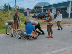 Satpol PP Bersama Tim Terpadu Tertibkan Hewan Ternak Berkeliaran Bebas