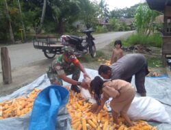 Babinsa Pasie Raya Dampingi Jemur Jagung Milik Petani Desa Binaannya