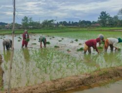 Petani Jaya Mulai Turun Sawah, TNI Ikut Bantu Petani Tanam Benih