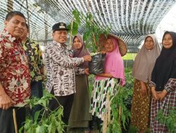 Dalam Rangka Pengendalian Inflasi,! Pemkab Aceh Jaya Bagikan 18.000 Polybag Cabe Untuk Petani