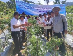 Panen Cabai Perdana Ditengah Inflasi Pangan, BI Apresiasi Pesantren Budidaya Perkebunan