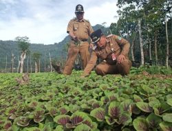 Terima Kasih Dr Nurdin ; Berkah Sigam Tampan Masyarakat Terpenuhi Kebutuhan Pangan