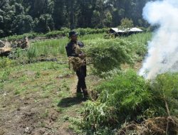 Polres Aceh Barat Musnahkan 32 Hektar Ladang Ganja Siap Panen