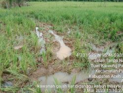 Petani Minta BKSDA Serius Tangani Satwa Liar yang Obrak – Abrik Lahan Pertanian dan Perkebunan