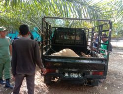 Pemerintah Gampong Tuwi Kareung Bagi Daging Meugang Untuk Anak Yatim dan Fakir Miskin