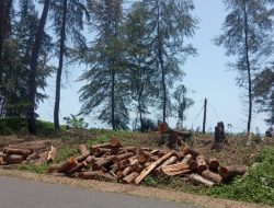 Kepala DLH Aceh Jaya Sesalkan Adanya Penebangan Pohon Cemera Pinggir Pantai