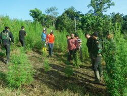 Lagi, Tim Gabungan Intelijen Temukan 8,9 Hektare Ladang Ganja di Beutong Ateuh