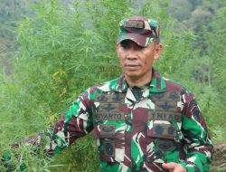 Danrem 012/TU Pimpin Tim Gabungan Musnahkan 40 Hektare Ladang Ganja di Beutong Ateuh