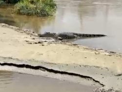 Seekor Buaya Berjemur di Krueng Teunom, Jadi Tontonan Warga