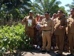 Dinas Pangan Aceh Jaya, Dorong GTPCP ke Kelompok Wanita Tani Sigam Tampan