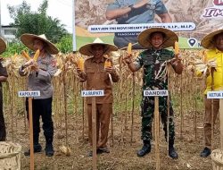 Dandim 0116 Nagan Raya Lakukan  Panen Jagung Perdana