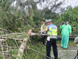 Satlantas Polres Aceh Jaya Bersihkan Pohon Tumbang Lintas Jalan Nasional