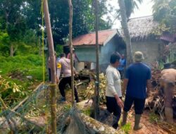 Dampak Angin Kencang dan Cuaca Extrim Landa Aceh Jaya, Satu Unit Rumah Warga Ambruk Tertimpa Pohon