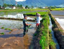 Gapai Peningkatan Hasil Panen, Petani Buru Musim Tanam Padi Tiba. Ini Upaya Seorang Babinsa Didesa Binaan