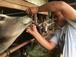 Aceh Jaya Siapkan 366 Hewan Kurban Menjelang Idul Adha 1446 H