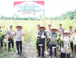 Panen Jagung Serentak 2026, Aceh Jaya Dukung Ketahanan Pangan Nasional