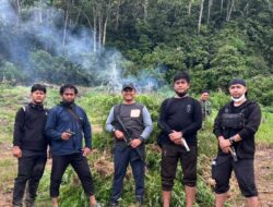 Kodam IM Musnahkan Ladang Ganja 50 Hektare di Nagan Raya