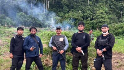 Kodam IM Musnahkan Ladang Ganja 50 Hektare di Nagan Raya