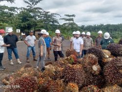Harga TBS Sawit Aceh Jaya Variasi, DPRK dan Pemerintah Sidak Tiga PKS